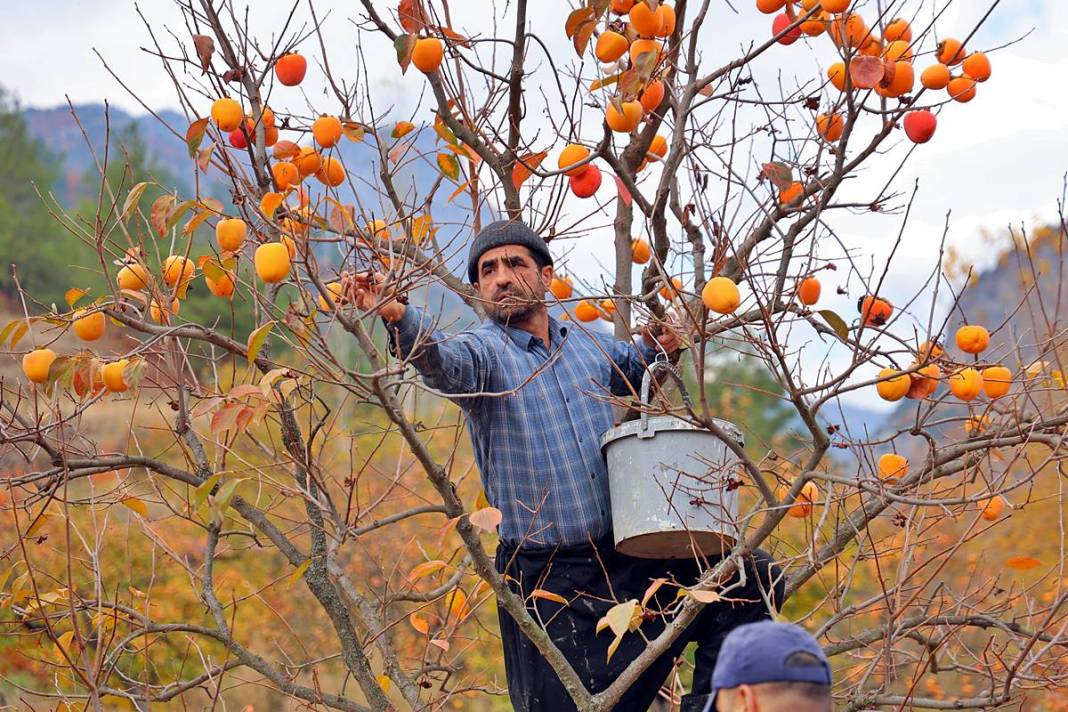 Çiftçi isyanda: Üreticide kilosu 25 lira, markette 80 lira! Yaş ve kuru olarak tüketilebiliyor 2